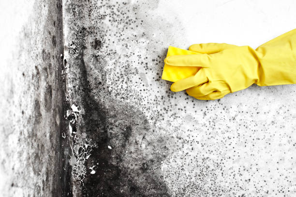 Best White Mold Remediation in Indian Springs, GA